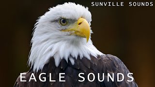 10 Hours of Eagle Sounds | Animal Sounds with Peter Baeten