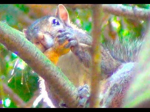 Cute Squirrel Eating Nuts on Tree - Too Cute Squirrel, Animals - YouTube