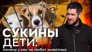 Сукины дети: почему в Узбекистане не любят животных