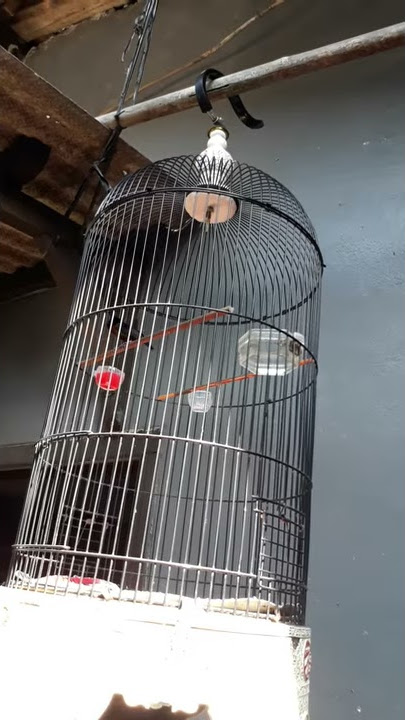 Konin Belalang emas isian belalang emas