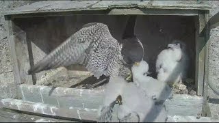 Great Spirit Bluff Falcon Cam ~  Mom Rescues Baby From Ledge AGAIN!!! 5.28.17