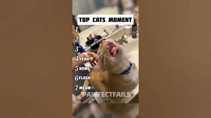 Watch the video about Funny cat moments #cats #funnycats #catvideos