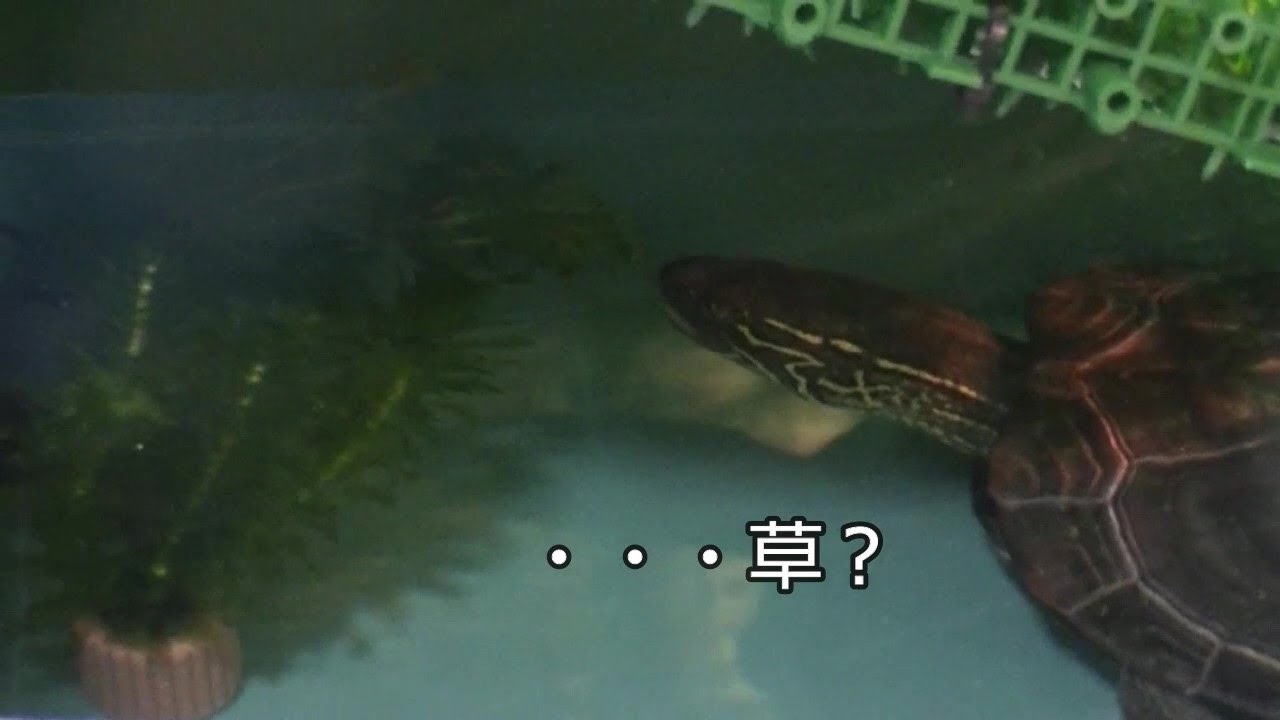 クサガメ 水草ともじお Youtube