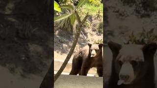 Black bear visit, June 15, 2026