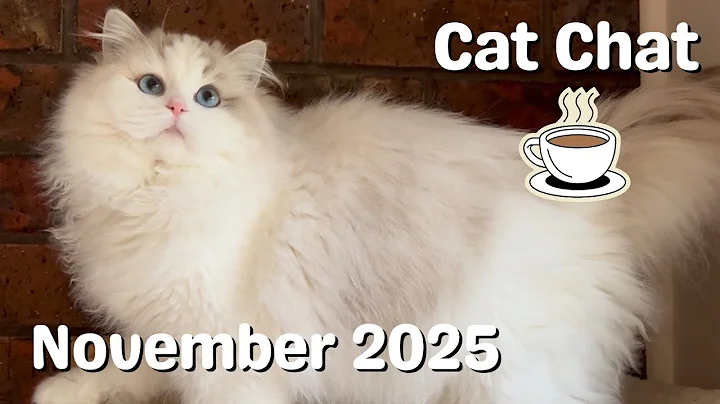 Video 11847691: kittens cattery, cats cattery