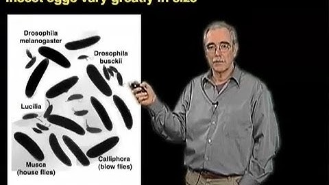 Eric Wieschaus (Princeton) Part 3: Evolution of Bicoid-based Patterning in the Diptera