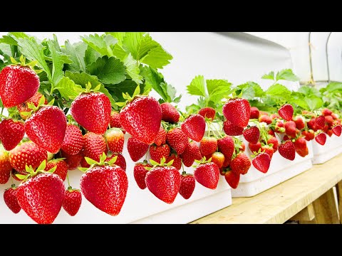 Growing strawberries at home have so many fruit, 3 tips to grow strawberries 100% success