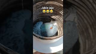 Gołąb Odkrywca #shorts #viral #śmieszne #gołąb