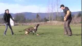 Young Trained German Shepherd Protection Training