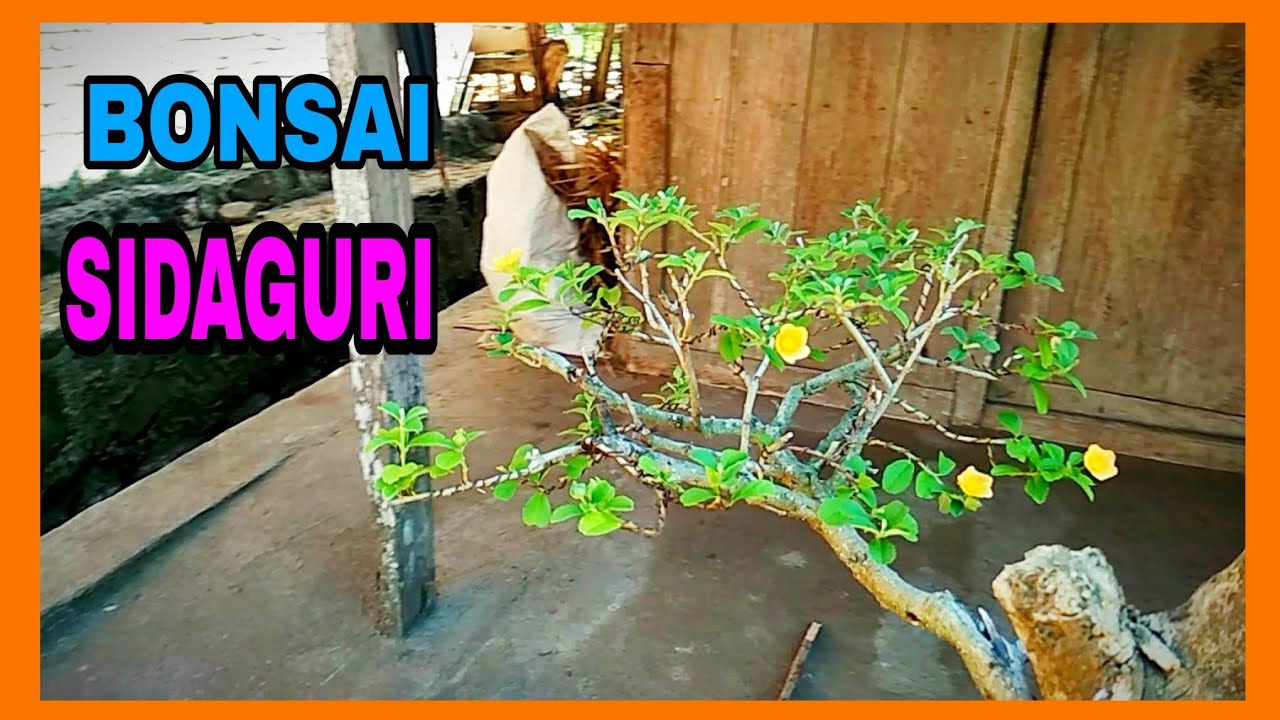 Bonsai Tanuki sidaguri (Sida rhombifolia) 