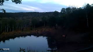 Gander at Cross Mountain Ranch 9/18/17 Kill shot