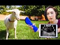 Does she REALLY have THIS MANY BABIES? 😲 (goat pregnancy ultrasound)