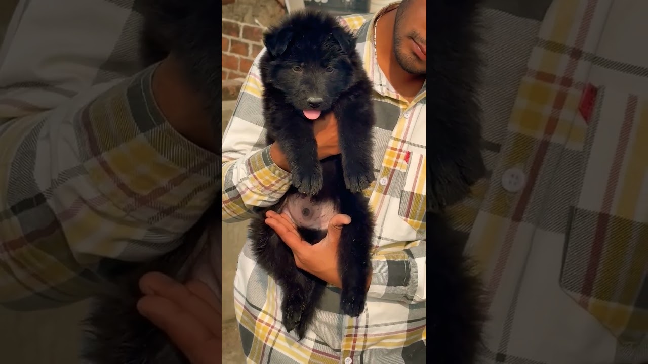 📞 8810623046 German Shepherd power breed 💪 trained guard dog booking open family & security 