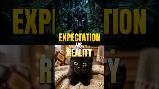 My "Mini Panther" Has Zero Chill 😭🐈‍⬛