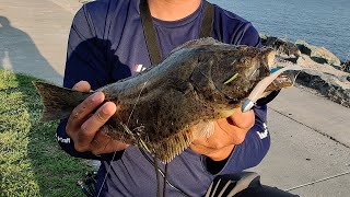 SMALL BAITS GETS BIT!  San Diego Bay (Harbor Island)