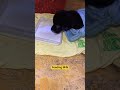 little Dog Feeding Milk 🍼||#dogshorts #dog #dogs #milk #animals #shorts #pets #trend #baby
