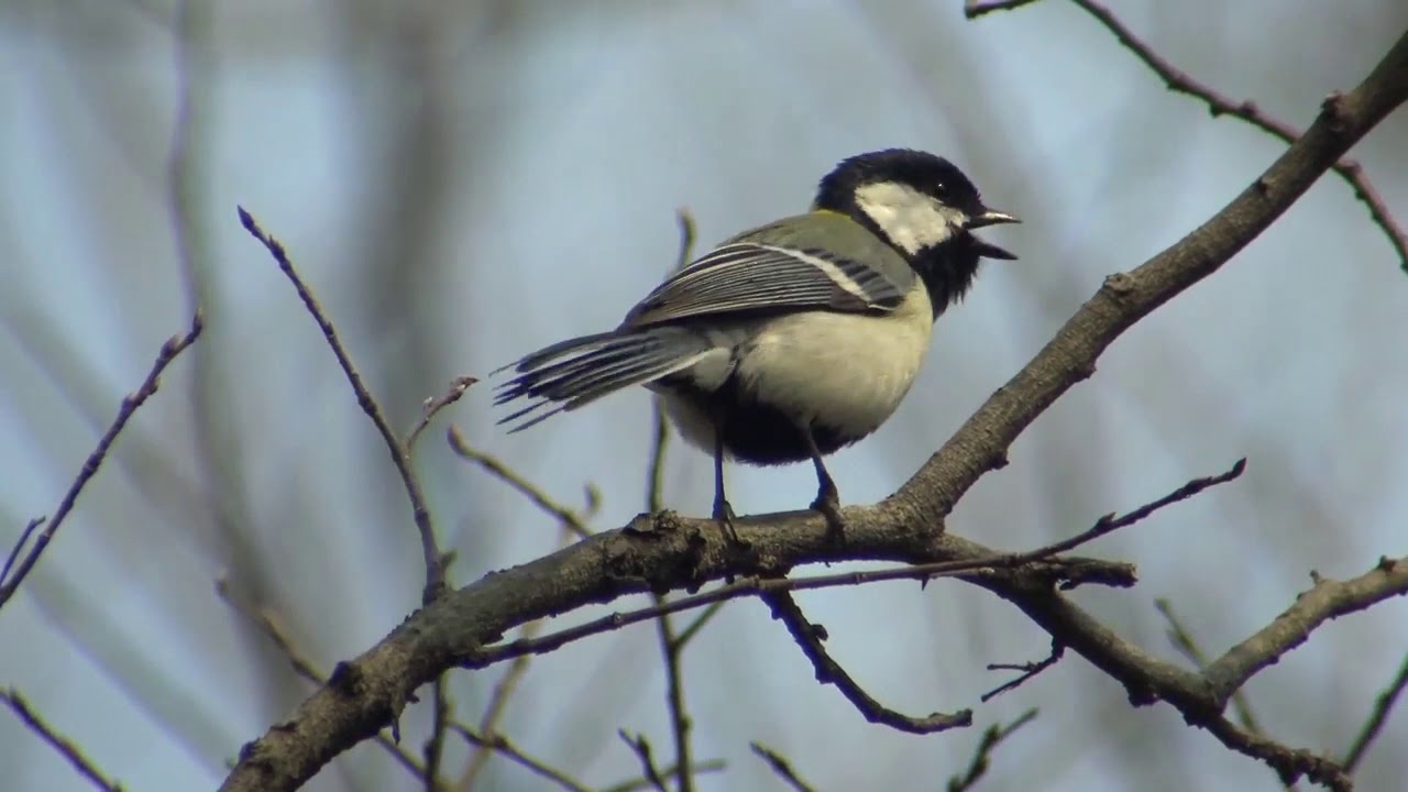 野鳥入門1 カラ類の4種類の見分け方｜Birdlover