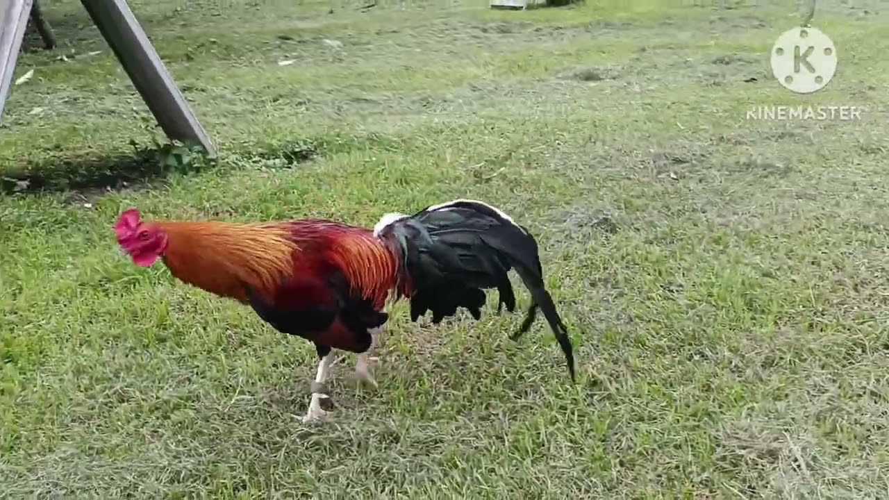 JTP GAMEFARM the Raptors 