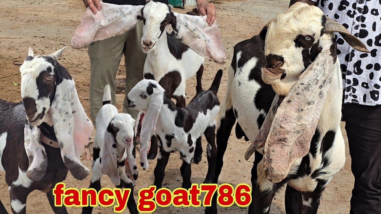 Fancy goat786 Hyderabadi goats breedline quality kids dabeerpura darwaza 