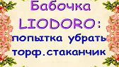 Орхидеи,узамба́рские фиалки,Самара🌺
