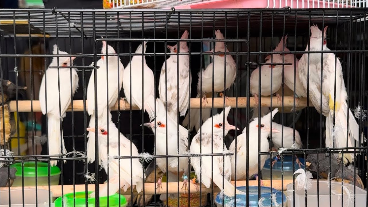 Chào mào bạch giá học sinh , sinh viên rẻ nhất việt nam , về 200 con - chỉ lãi duy nhất 200k/1 con