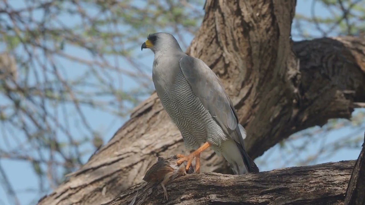 Eastern Chanting Goshawk   Melierax poliopterus   HD 1080p