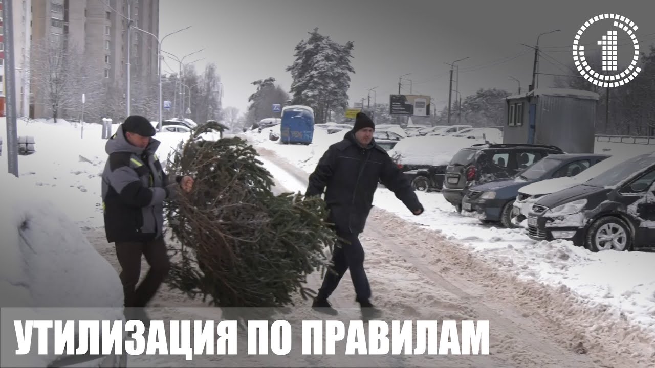 В Гомеле с 15 по 31 января горожане могут утилизировать новогодние деревья на переработку