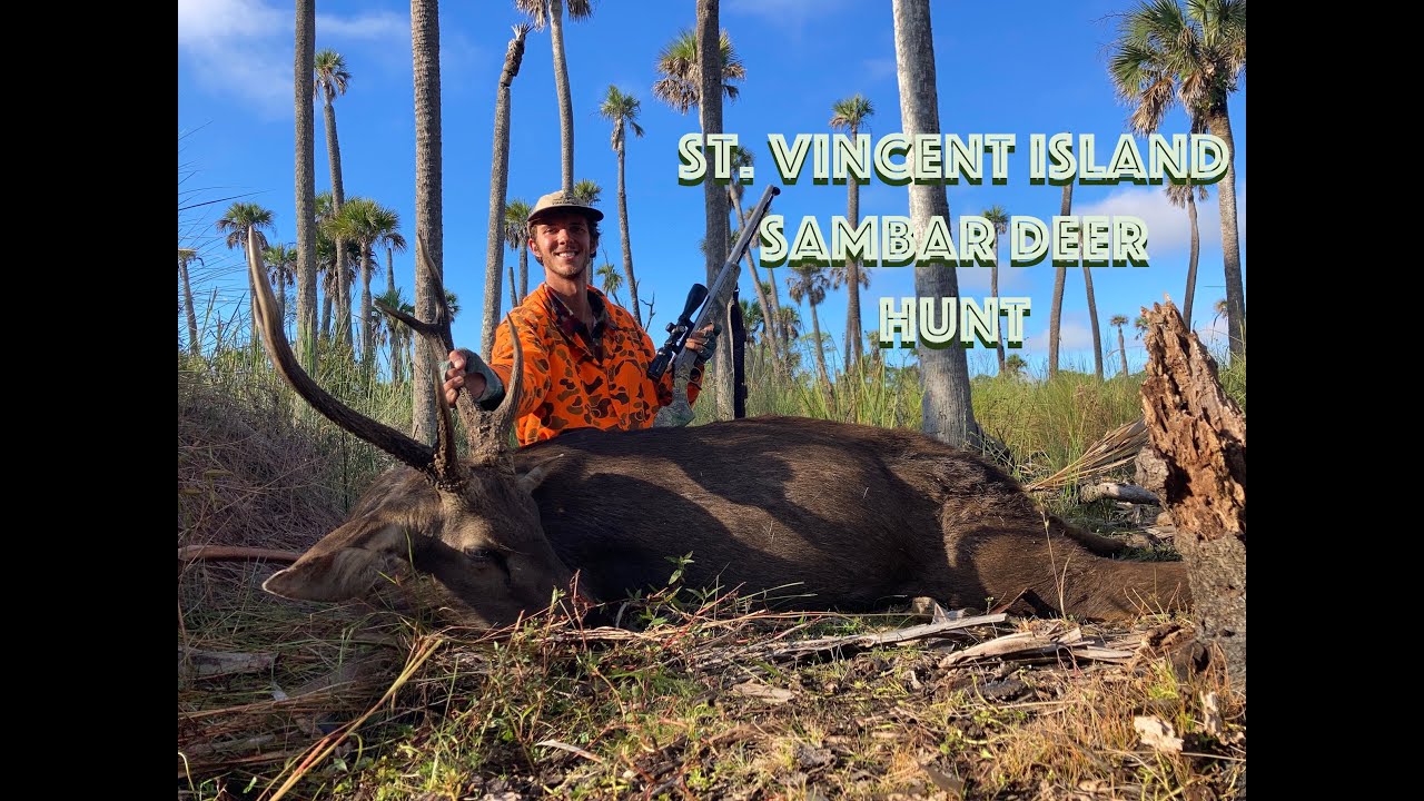 St. Vincent Island Sambar Deer Hunt 2023 YouTube