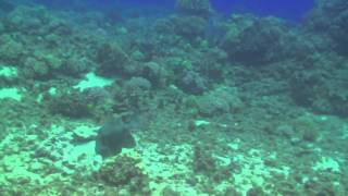DON'T MESS WITH THE NEST FINESCALE TRIGGERFISH
