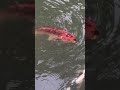 Turtles at Shukkeien, Hiroshima