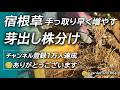 手っ取り早く宿根草を増やしたいなら【芽出し株分け】でしょ