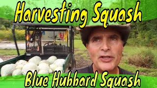 Harvesting Blue Hubbard Squash