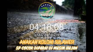 SUARA TARIK BURUNG WALET‼️ ST ANAKAN KOLONO SULAWESI ‼️ COCOK DI PAKAI DI MUSIM HUJAN PASTI NYA JOSS