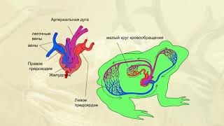 Кровеносная система земноводных.