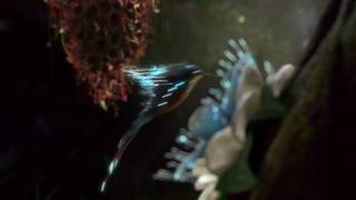 SAMSUNG LED TV, TV spot, commercial, hummingbird, LED TV Series 7