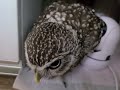 小雀を護るフクロウ
