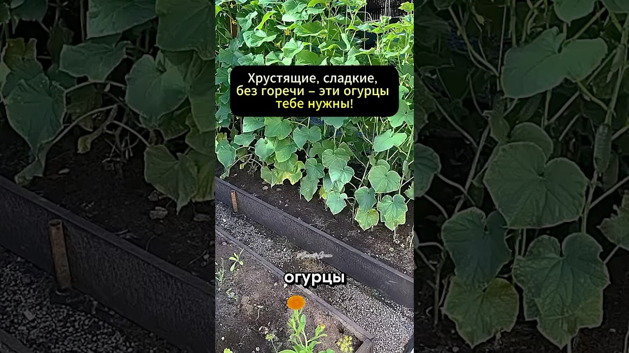 Лучшие сорта огурцов на этот год – выбирай правильно!#дача #огород #сад