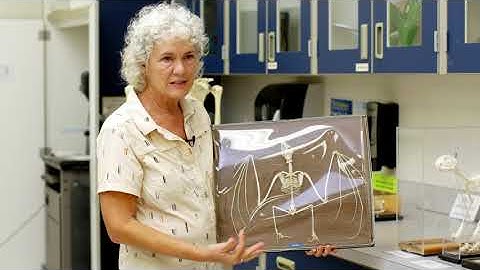 Evolutionary Adaptations - Ex. A1 Comparison of Vertebrate Forelimbs