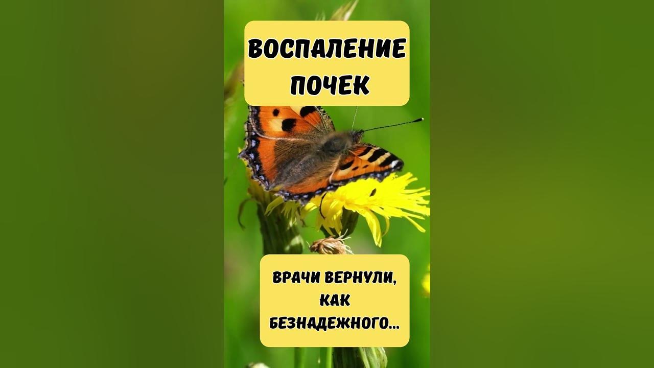 Воспаление почек...Как помочь... - YouTube