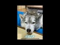 お留守番カメラの映像