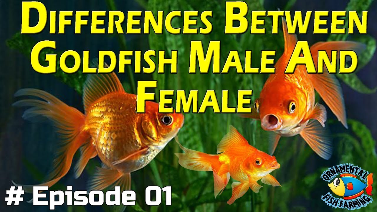 goldfish male and female gender deffrences, how to find in goldfish male an...