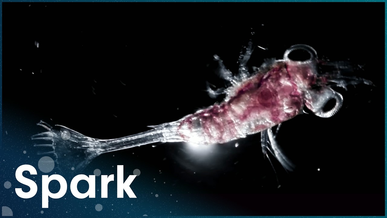 The Bizarre Lifeforms Found At The Bottom Of The Deepest Oceans