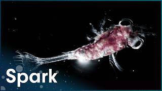 Life on Fire: Pioneers of the Deep