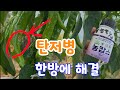 장마철 고추 탄저병! 이젠 걱정끝 이것? 한방에 해결 농캅스 