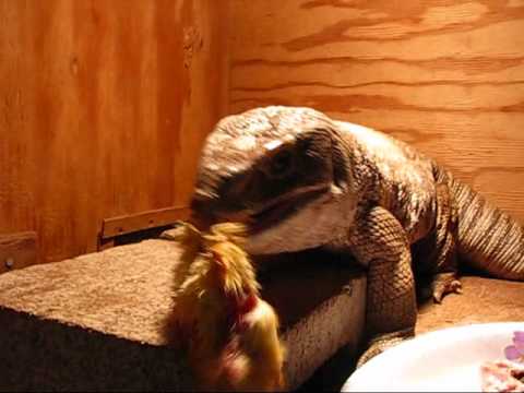 lizard skin grips Savannah monitor eats a chick