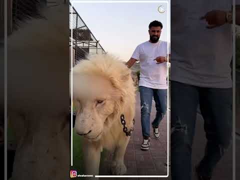 المخرج محمد سامي يسير برفقة أسد