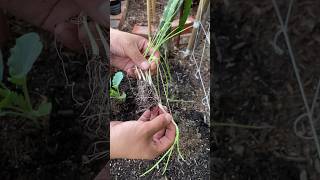 (PART 2) Grow Onion Seeds, Not Onions Sets onion part2 bosesgreenlife shorts garden growwithme