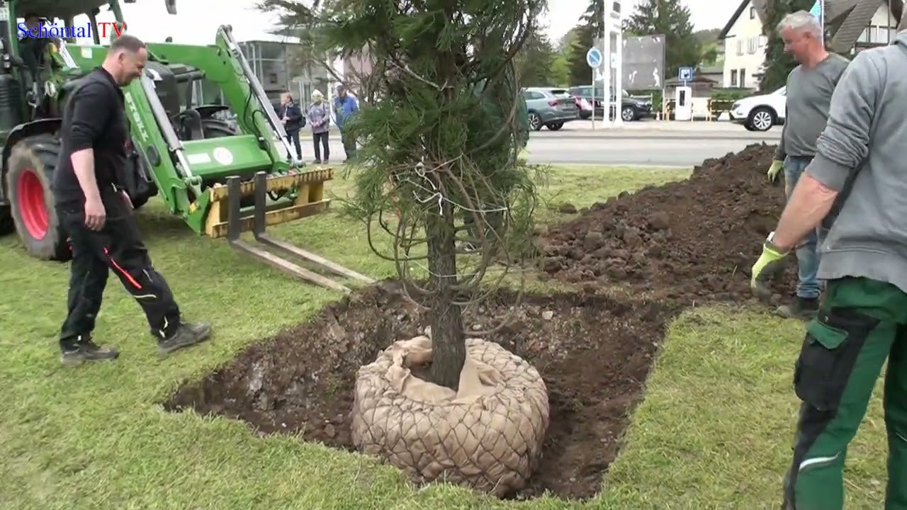 Mammutbäume für Bieringen.