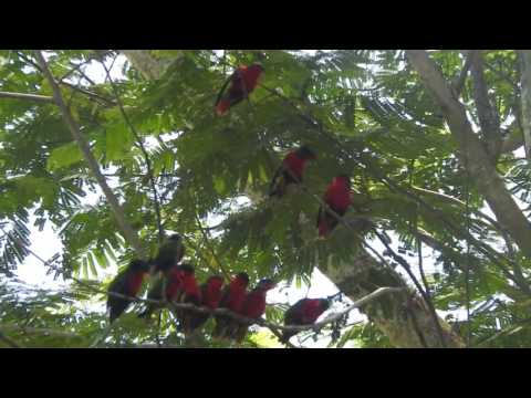 The Rimata Lorikeet of Atiu, Cook Islands (Kura Bird)