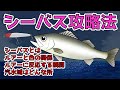 【シーバスのポイント】基本的な攻略方法/ルアーと色/反応する瞬間/汽水域